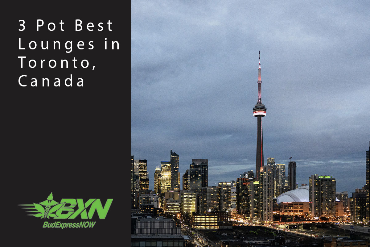 3 Pot Best Lounges In Toronto Canada BudExpressNOW Ca   3 Pot Best Lounges In Toronto Canada 