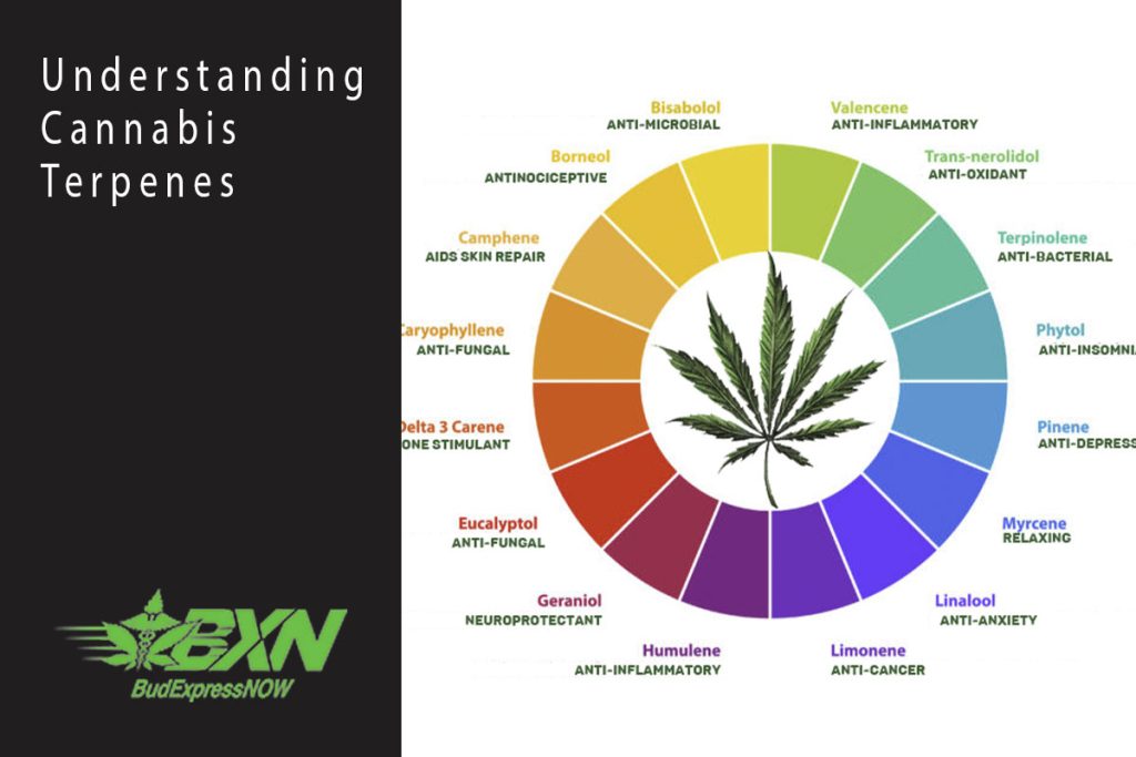 Understanding Cannabis Terpenes Budexpressnow 7738