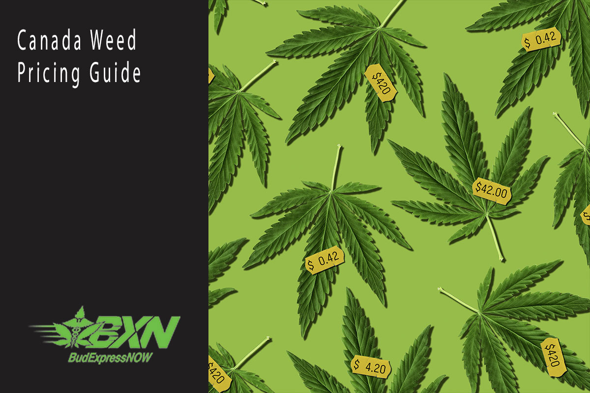 Canada Weed Pricing Guide Budexpressnow