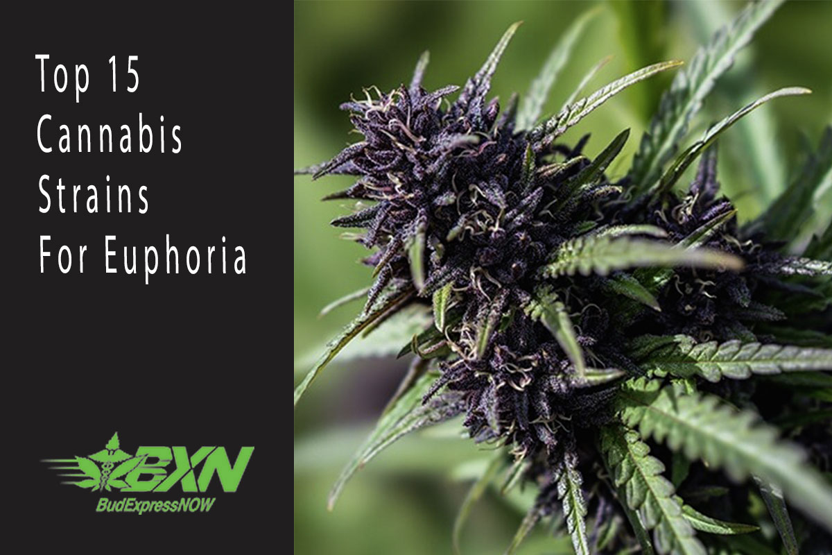 Top 15 Cannabis Strains For Euphoria BudExpressNOW