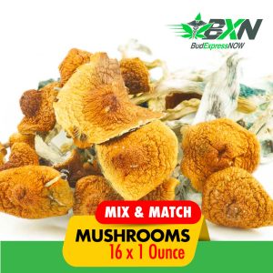 Buy Mushroom Mix N Match Pound at BudExpressNOW Online Shop