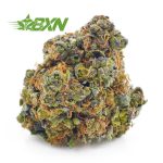 Buy King Tut AA at BudExpressNOW Online