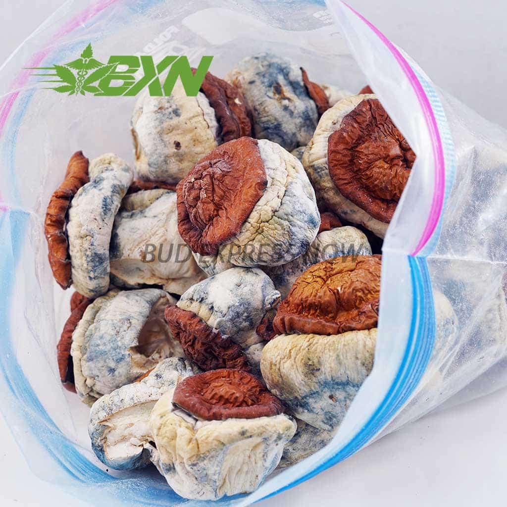 Buy Mushroom - Wollongong at BudExpressNOW Online Shop