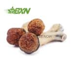 Buy Mushroom - Golden Teacher at BudExpressNOW Online Shop