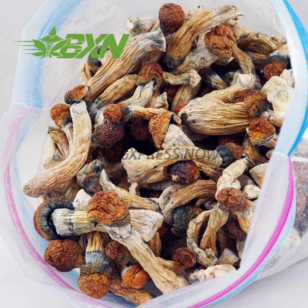 D626A2-GOLDENTEACHER-BXN Buy Mushroom - Golden Teacher at BudExpressNOW Online Shop