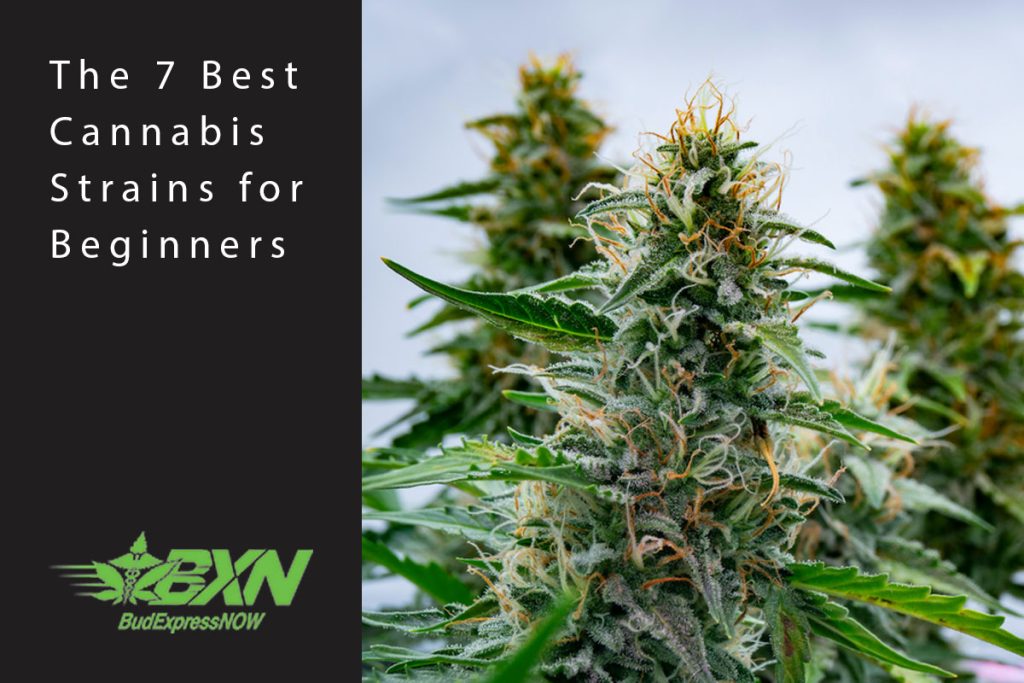 The 7 Best Cannabis Strains for Beginners - BudExpressNOW