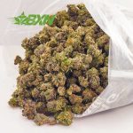 Buy weed Sensi Star strain. buy weeds online. pot shop. cannabis dispensary. online dispensary canada. cannabis stores.