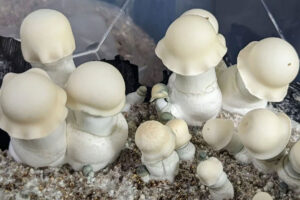 Albino Penis Envy mushrooms