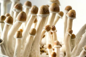 Here's Where to Safely Buy Penis Envy Mushrooms in BC