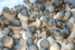 Penis Envy Mushrooms Penis Envy Mushrooms