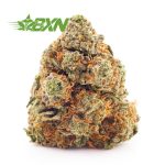 Buy GMO Cookies AA at BudExpressNOW Online Shop