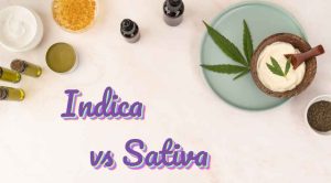 Now that you are aware of the differences between Indica vs Sativa, it's time to shop! Get it from Canada's number one online dispensary, BudExpressNOW. 