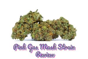 Pink Gas Mask Strain is an excellent selection for the cannabis enthusiast thanks to this powerful array of effects and healthy nugs
