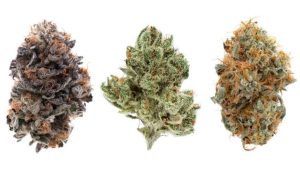 This list of the most popular strains of weed will give you some insight into the pot strains you should be stocking up on.