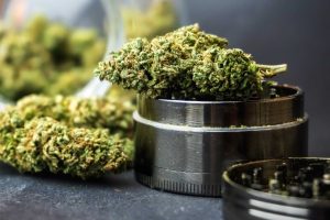 Are you ready to discover the latest deals on weed & discounts? Check out these customer favourites and buy weed online today.