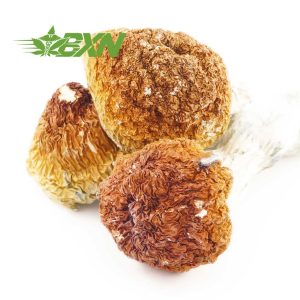 Buy Mushroom - Melmac at BudExpressNOW Online Shop