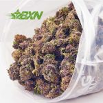 Buy Purple Haze AA at BudExpressNOW Online Shop