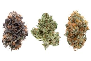 This article aims to set the record straight on how different strains of weed affect users in different manners. Kindly read on to be enlightened. 