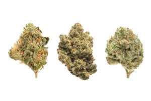 There are many sellers that offer terrific deals on high THC indica strains. Read on to find out more about indica strains BXN have in stock.