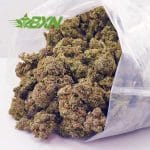 Buy OG Kush AA at BudExpressNOW Online Shop