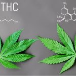 We've gathered scientific evidence and facts that show the differences between CBD and THC. 