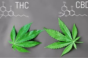 We've gathered scientific evidence and facts that show the differences between CBD and THC. 