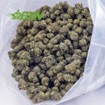 Buy Scooby Snacks AAAA (Popcorn) at BudExpressNOW Online Shop