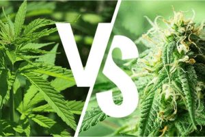 This article is structured around the differences between Indica vs Sativa cannabis strains - & where to obtain the best of both types of strains online.