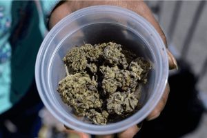 Are you wondering where to buy BC weed online? This guide will help!