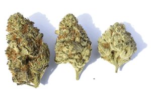 In this feature, we’ll discuss Gelato weed strains, delving deep into their genetics, how they taste and smell, and even how it feels to smoke them. 