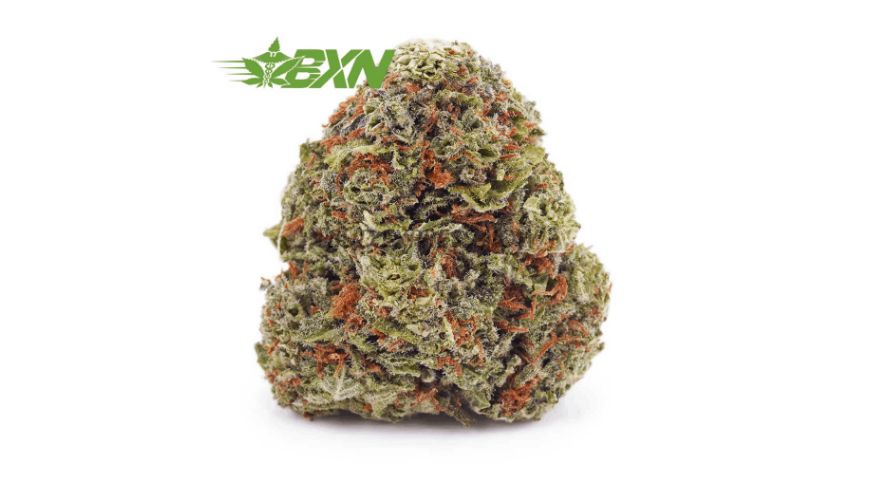 The Jack Herer AAA is another powerful cannabis Sativa, renowned for its ability to ignite creativity and elevate the senses. 