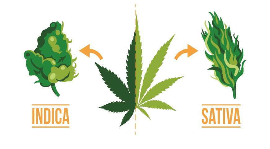 When it comes to enhancing creativity, Sativa strains are generally considered to be more suitable than Indica strains. 