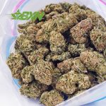 Buy Blue Dream AAA at BudExpressNOW Online