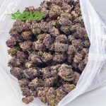 A bag of purple Kush marijuana buds plant