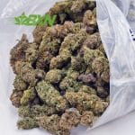 Buy Tropical Haze AAAA (Popcorn) at BudExpressNOW Online Shop