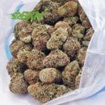 pineapple jack strain