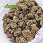 Buy Critical Kush AAA at BudExpressNOW Online.