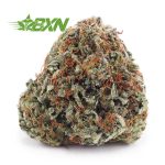 Buy Hindu Skunk AAA at BudExpressNOW Online Shop