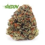 Black Tuna AA at BudExpressNOW Online Shop.