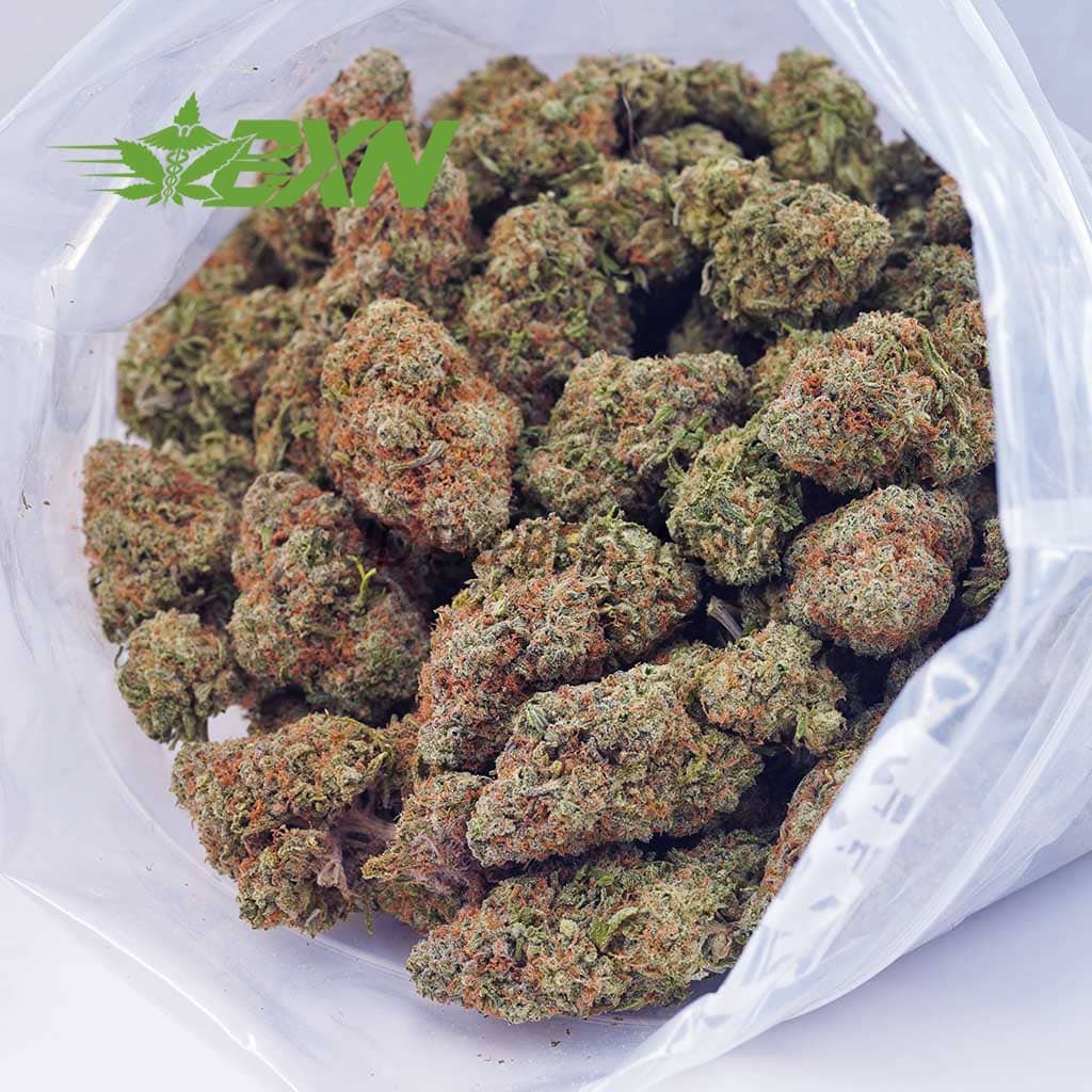 D374A3-JACKHERER-BXN