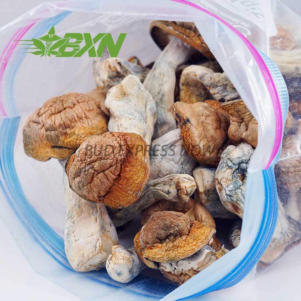 Buy Mushroom - Code Blue at BudExpressNOW Online Shop