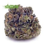 Buy Vintage Blueberry (Craft) at BudExpressNOW Online Shop.