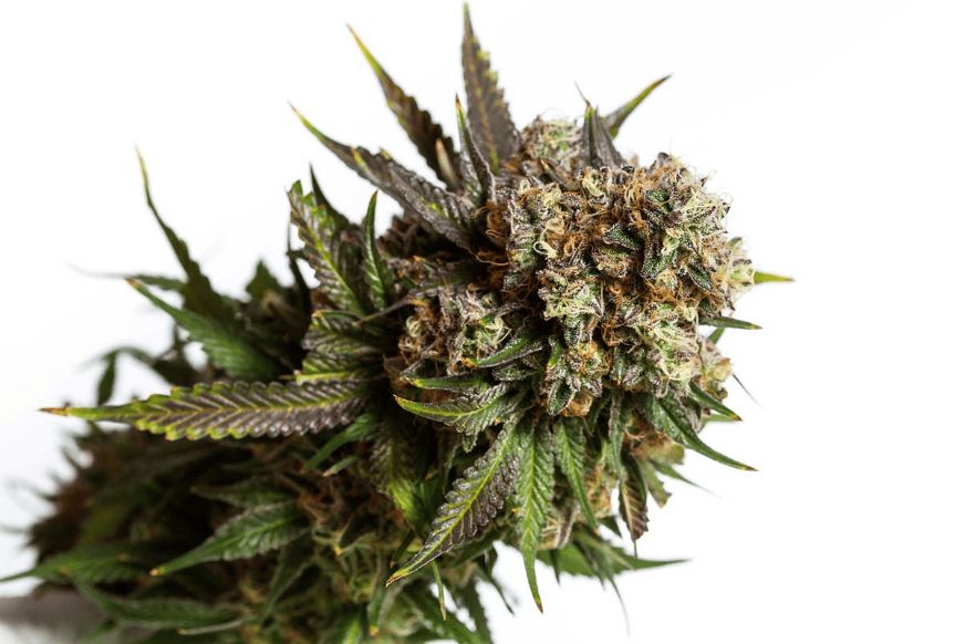 What is hybrid weed and what makes it special? What are the most famous hybrid weed pot strains in Canada and how will they make you feel?
