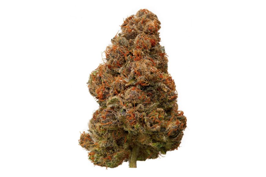 You aren't a true weed champ if you haven't tested Blackberry Kush. Find out why this strain is a true weed champ, order yours today at BXN.