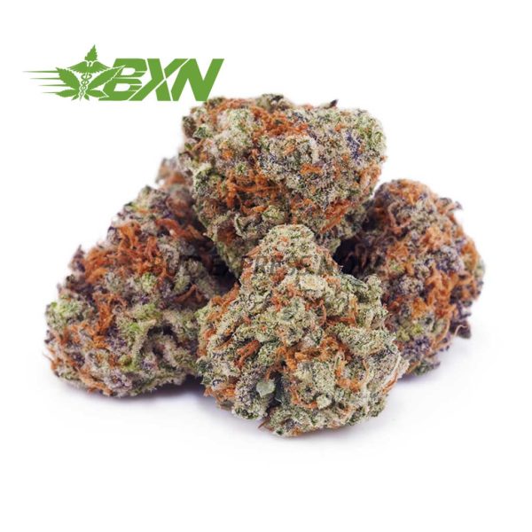A group of marijuana with green, purple, and orange buds