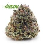 Buy Gorilla Cookies AAA at BudExpressNOW Online Shop.