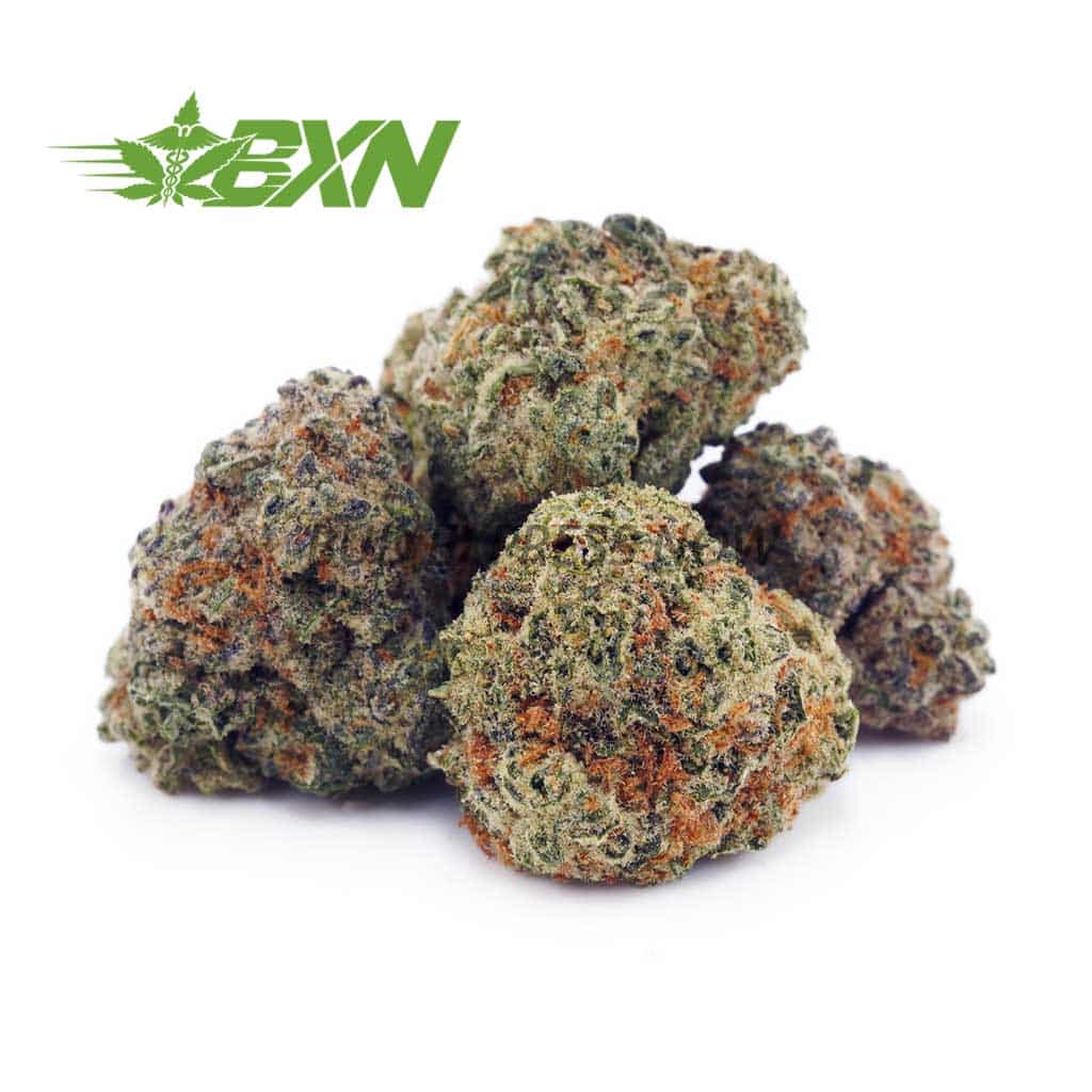 Buy Gelato #33AAAA (Popcorn) at BudExpressNOW Online Shop