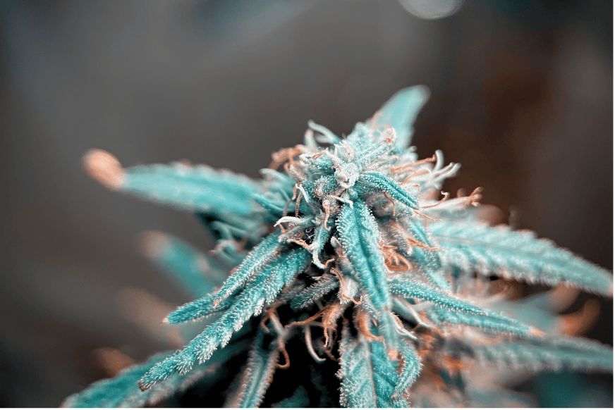 Tangerine Dream strain gives you a chance to live your cannabis “dream.” Learn more about this strain and order yours today at BudExpressNow. 