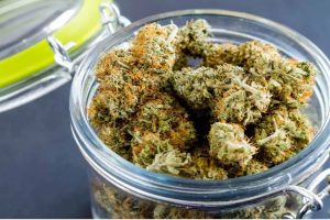 Online weed is not your everyday weed. Learn what it takes to buy online weed in Canada and enjoy premium stash. Read blog now.