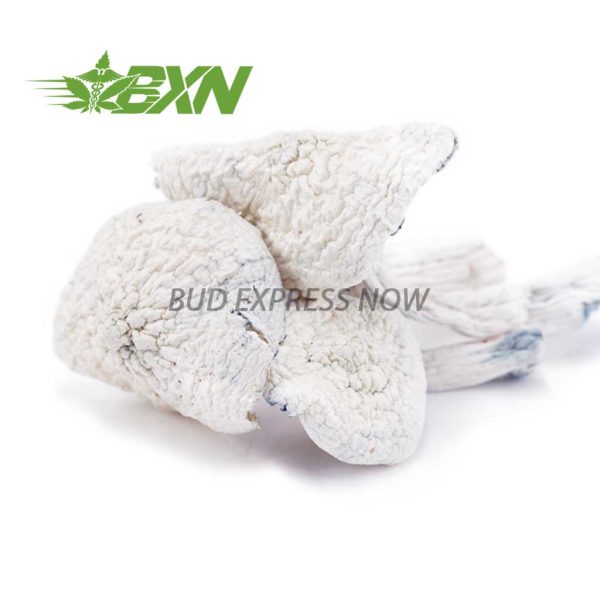 Buy Mushroom - Albino Teacher at BudExpressNOW Online Shop